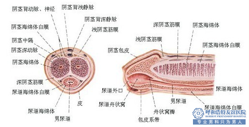 嵊州哪家医院治疗包皮包茎最好